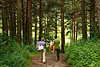 A walk in the woods in Šeškinė, suburban Vilnius Lithuania.