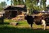 Cow on a farm, near Nemunaitis, Lithuania