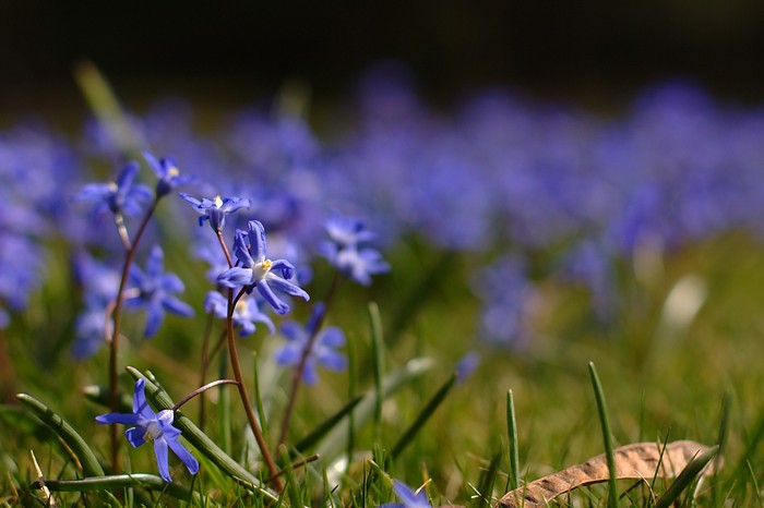 spring flowers blue
