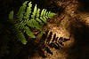 Shadowy fern on a shadowy planet